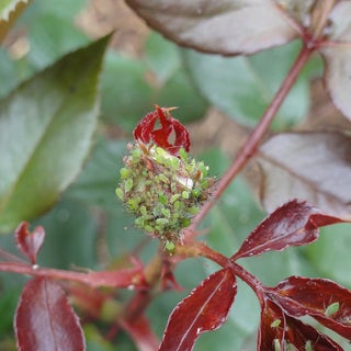 How to grow roses / RHS Growing Guide