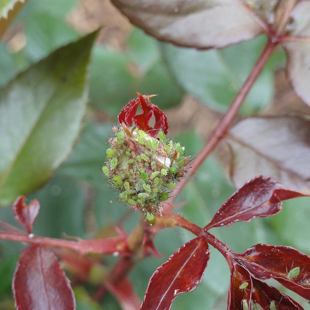 Aphids on roses