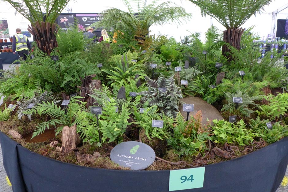 Alchemy Ferns