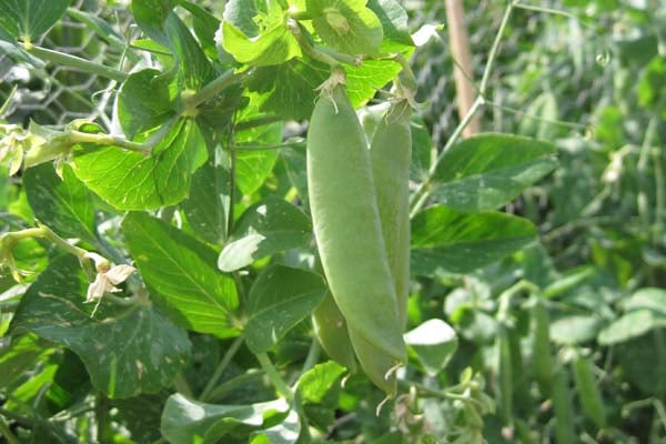 'Kelvedon Wonder' AGM