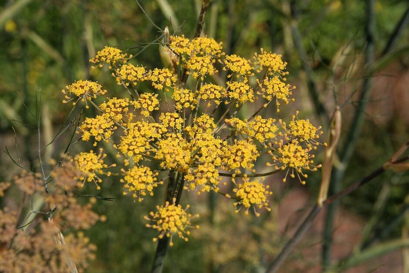 fennel-flowerhead