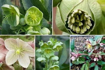 Hellebores Rhs Hellebore (Christmas rose) / RHS Plant Guide