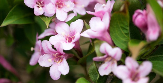 Learn more about weigelas