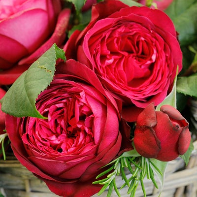 Plants for special occasions