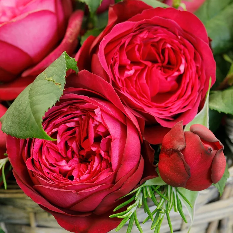 Plants for special occasions