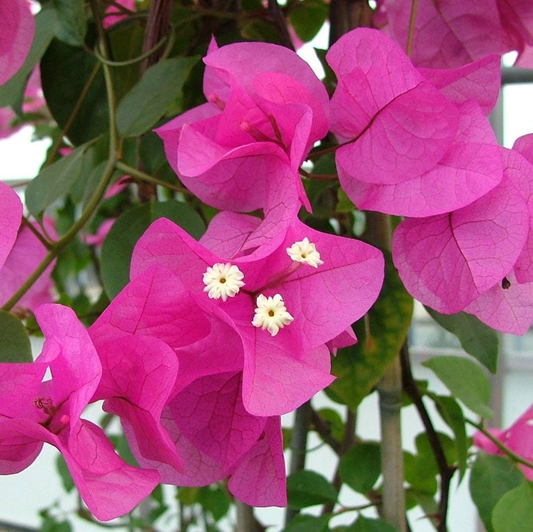 Bougainvillea