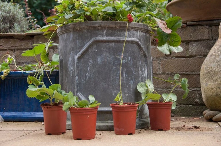Seven budget tips for allotments