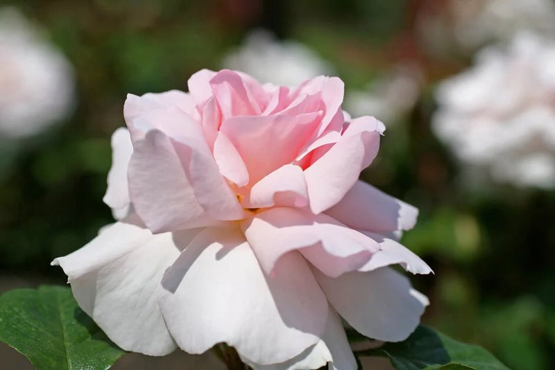 Strongly scented