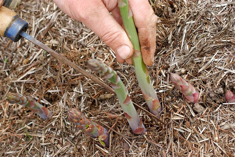 A person holding a green stalk of asparagus