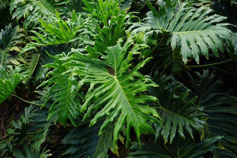 Grow something different – philodendron
