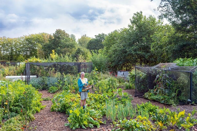 Liz Mooney’s allotment life
