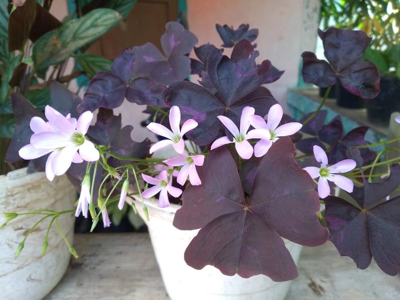 Oxalis | RHS Advice