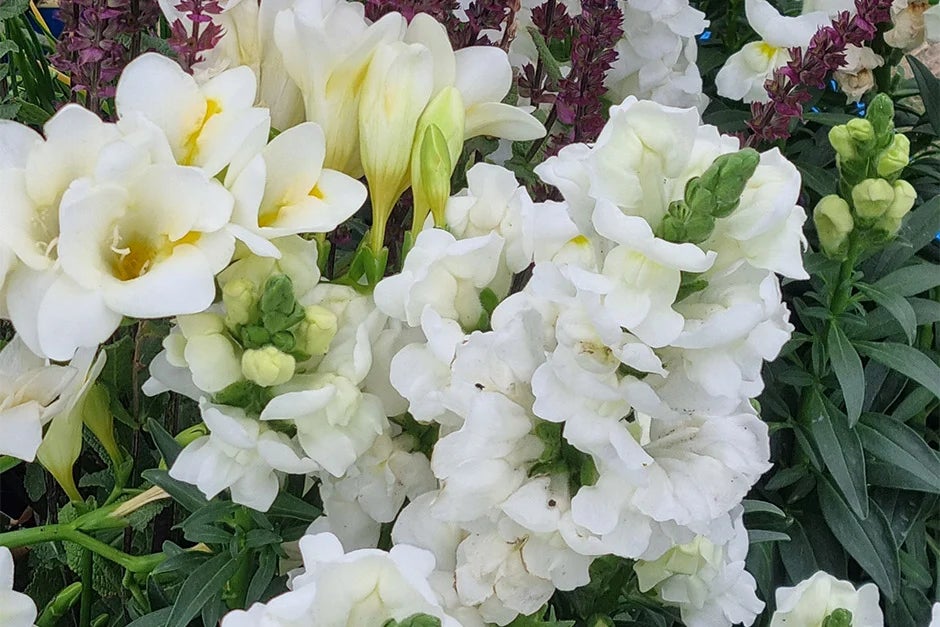 Antirrhinum
