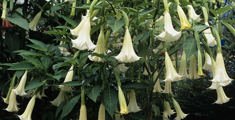 Brugmansia