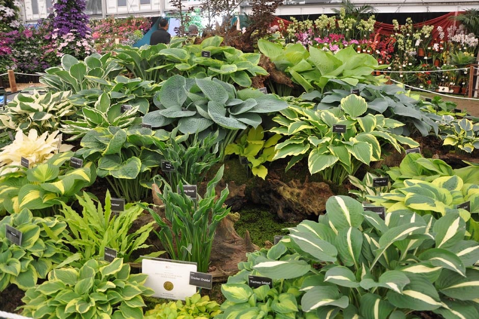 Brookfield Plants