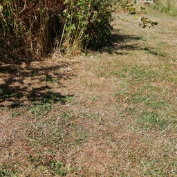Lawn Care for Drought Conditions | RHS Advice