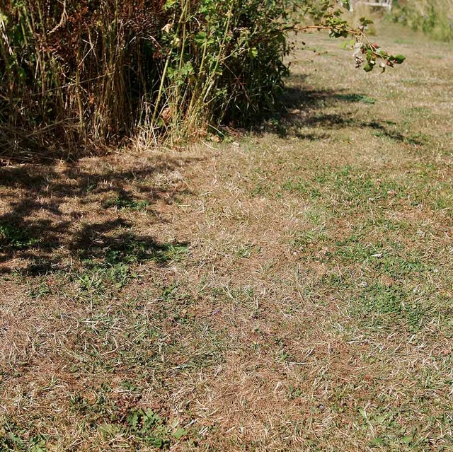 If your lawn is parched, don’t be tempted to water – it will soon recover once rain arrives