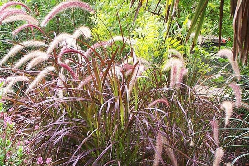 Fountain grass