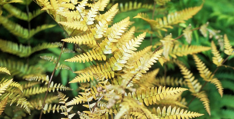 Dryopteris