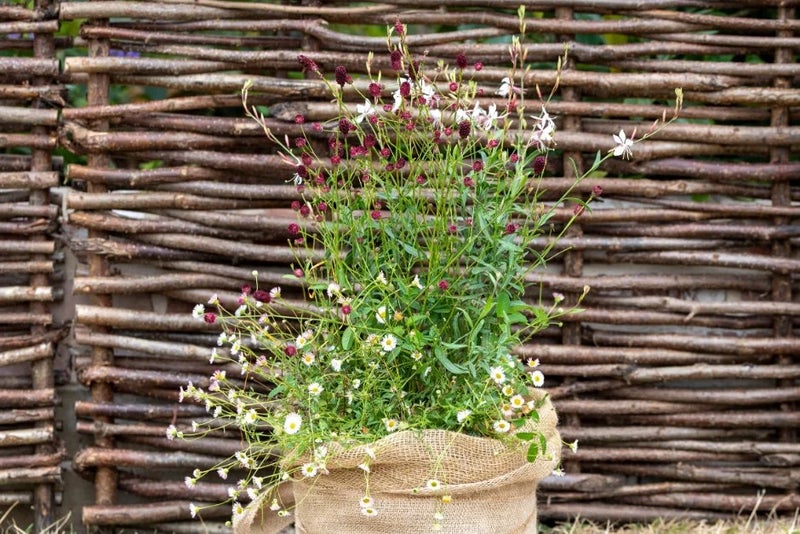 potted-oenothera-sanguisorba-erigeron-combo