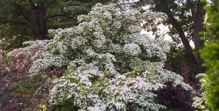 Flowering dogwood