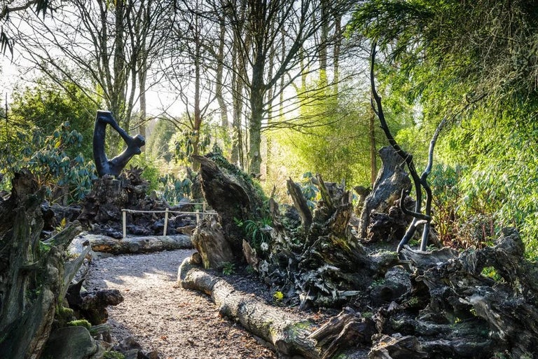 Visit The Stumpery at Rosemoor