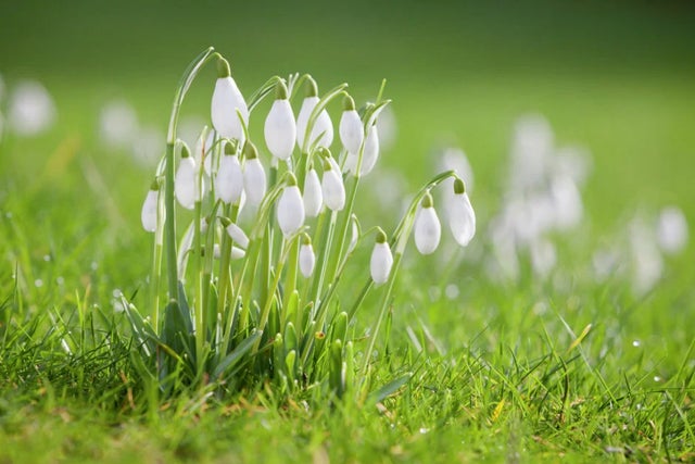 Snowdrops at the RHS Gardens