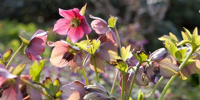 Buy hellebores from RHSplants.co.uk