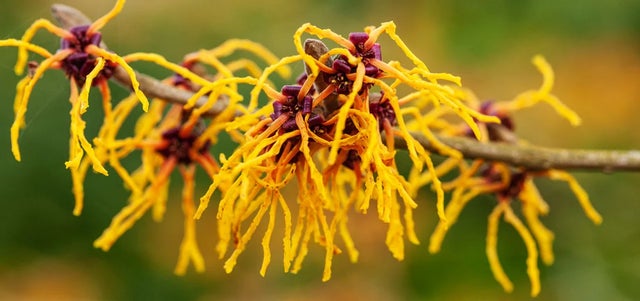 10 award-winning scented plants for winter