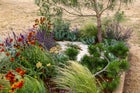 Thumbnail: The Goldcrest Garden: Restoring Habitat, Repairing Climate