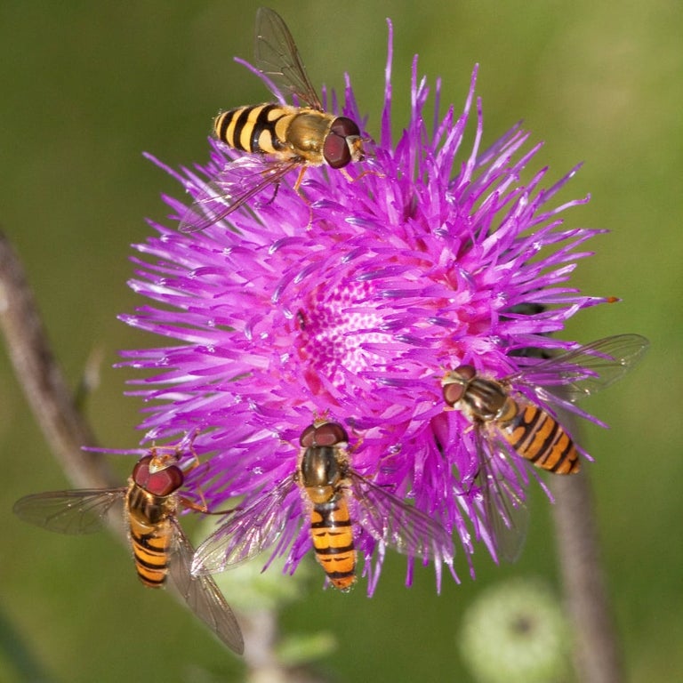 Hoverflies