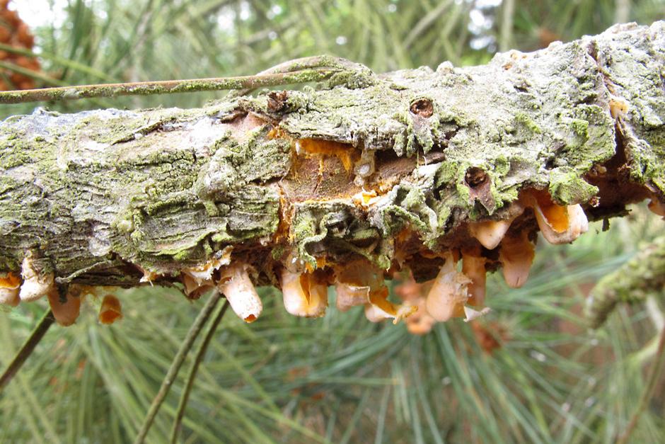 Rust diseases: Symptoms & Control | RHS Advice