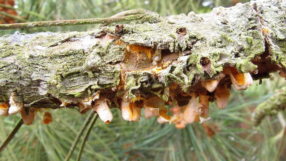Rust Tree Australia Rash Rust diseases: Symptoms & Control | RHS Advice