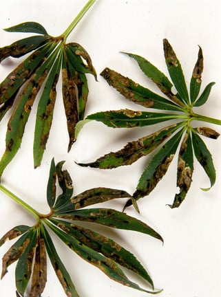 Hellebore leaf miner