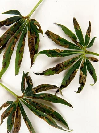 Hellebore leaf miner <EM>Phytomyza hellebori</EM>