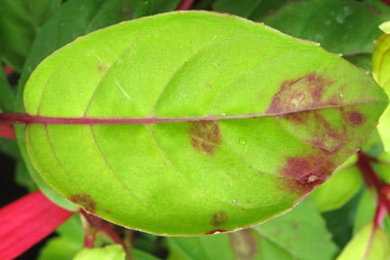 www.rhs.org.uk
