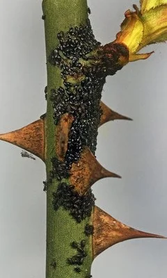 Rose root aphid (<em>Maculolachnus submacula</em>) on rose (<em>Rosa</em> sp.)
