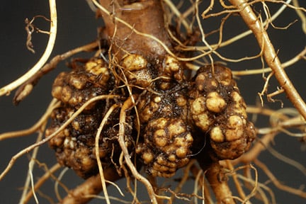 Club Root in Brassicas: Prevention & Treatment | RHS Advice