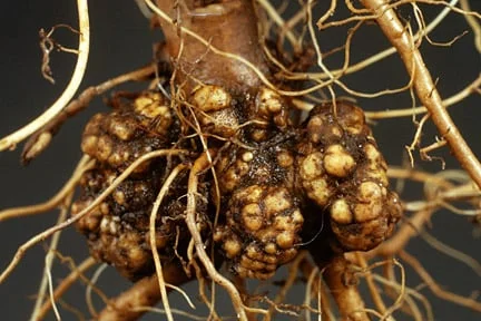 Crown gall at the stem base of a young apple tree