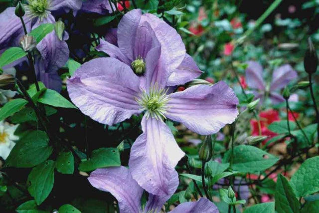 Buy Clematis from RHS Plants