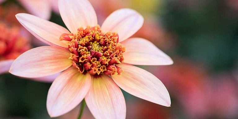 Buy dahlias from RHSplants.co.uk