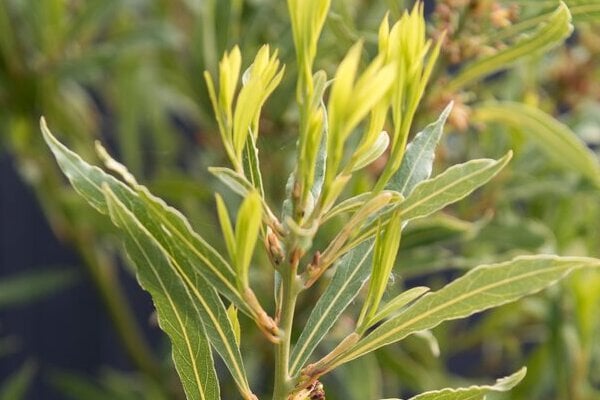 Willow-leaved bay AGM