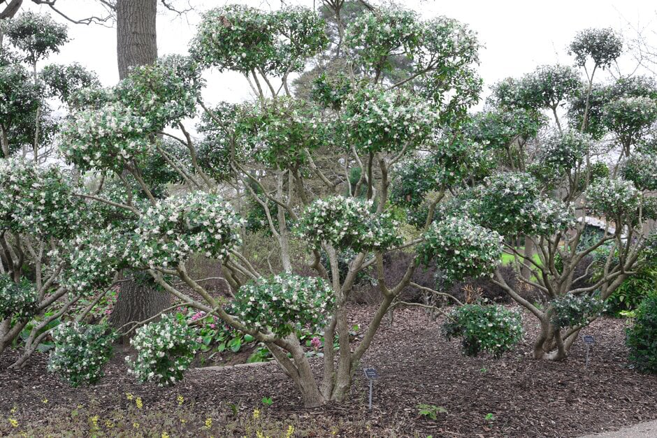Box Alternatives for Healthy Hedges | RHS Advice