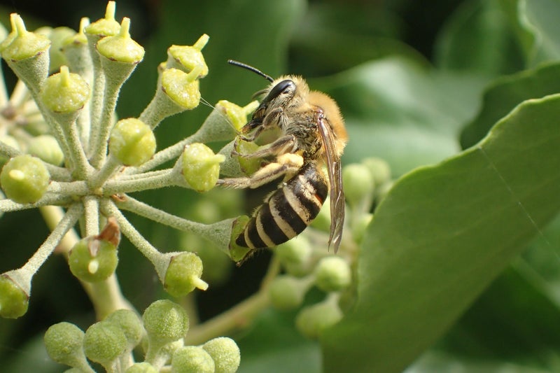 An ivy bee, Colletes hederae, feeding on ivy flowers