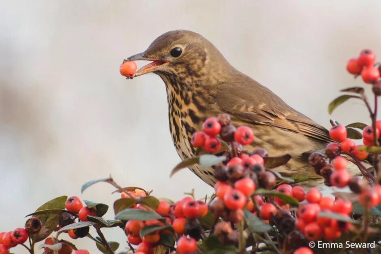 Plants for birds