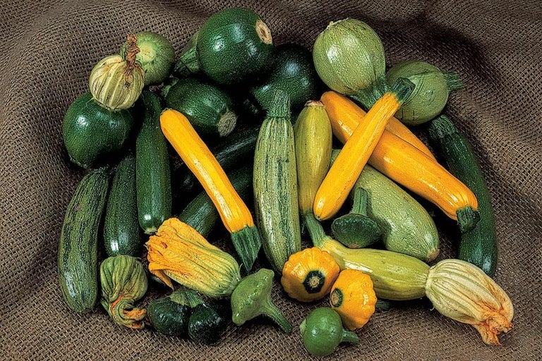 Buy courgettes at RHSplants.co.uk