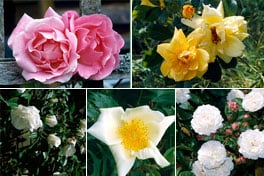 Roses (Rosa) / RHS Plant Guide