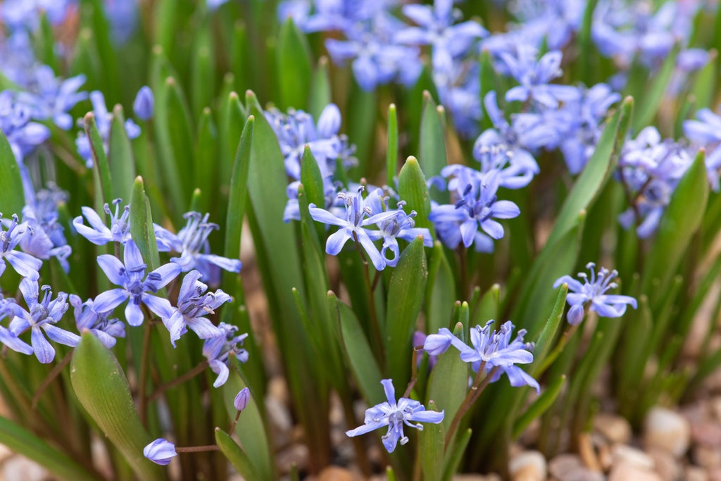 Scilla | RHS Plant Guide