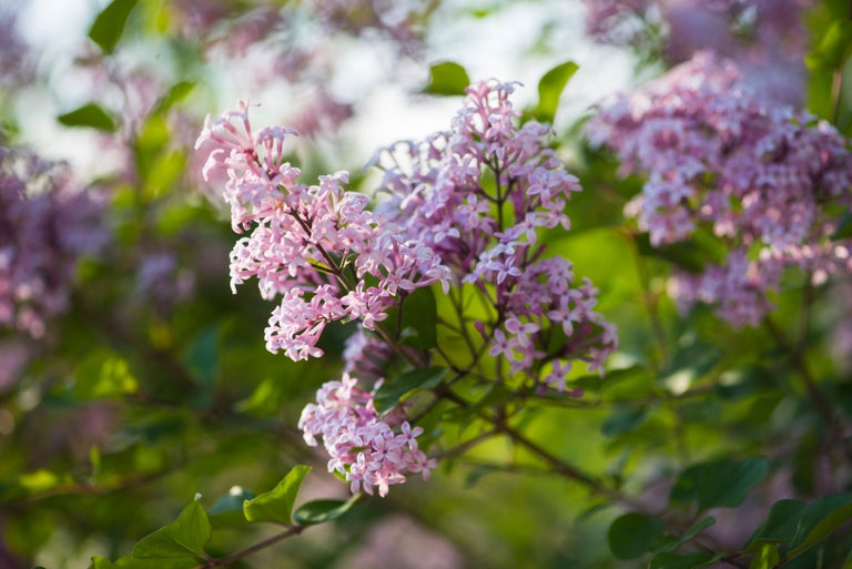 Small-flowered lilacs