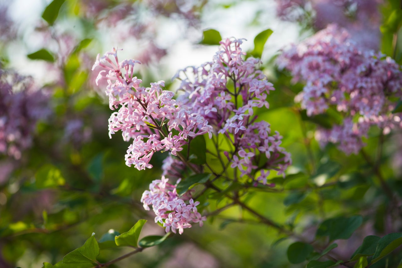 Small-flowered lilacs